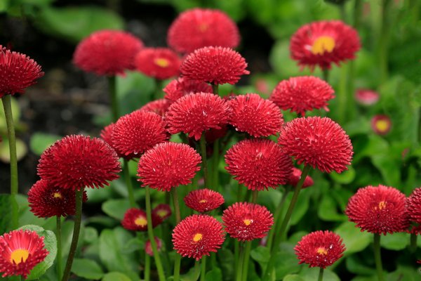 Antinuisibles à paris : comment éradiquer les envahisseurs ?